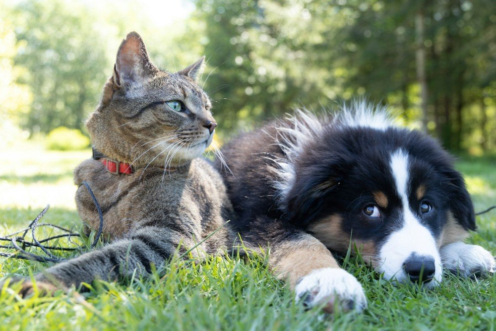 Un chat et un chien réunis en extérieur