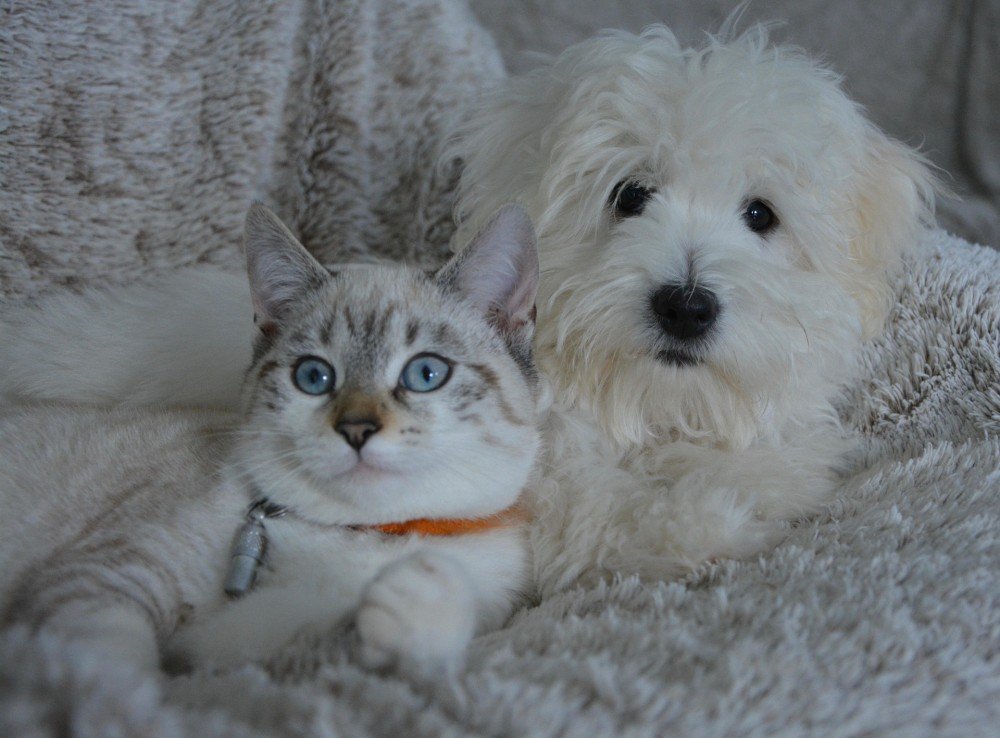 Un chat et un chien allongés côte à côte