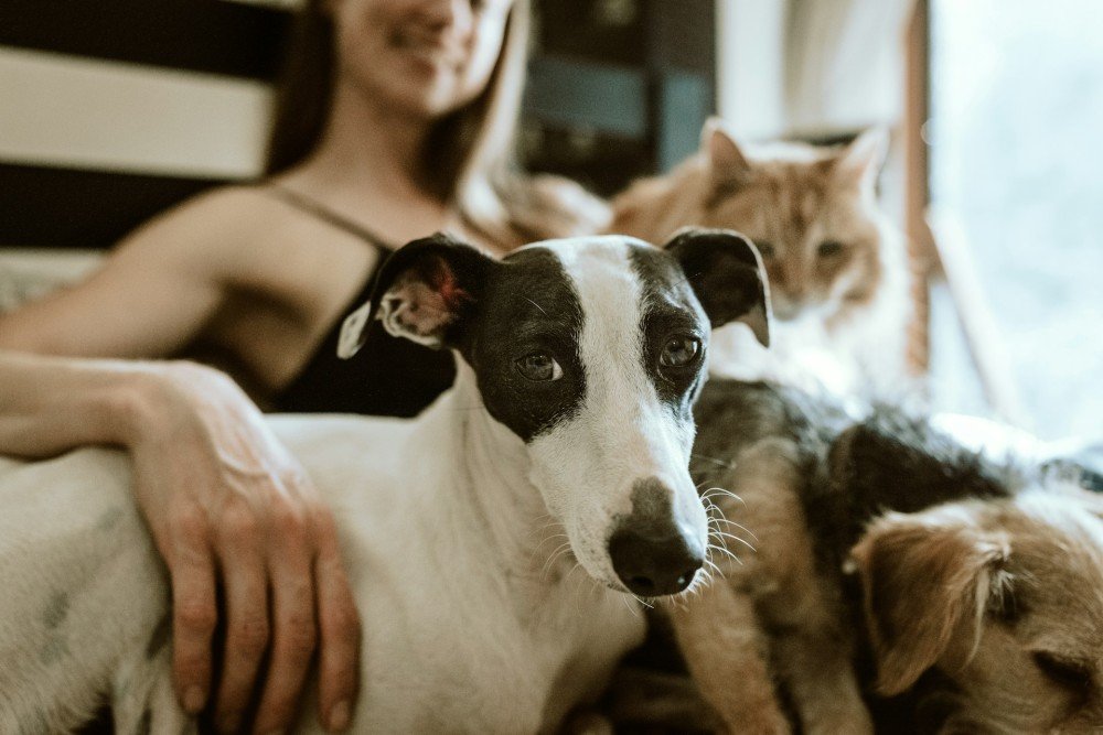 Une personne entourée de deux chiens et d'un chat à son domicile